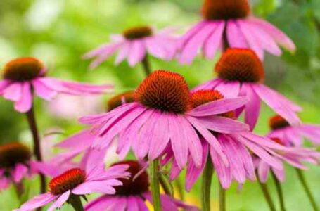 My Favorite Southern Herbs Image